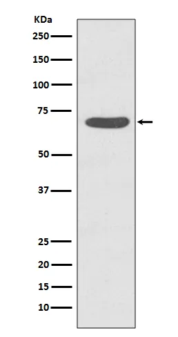 Anti-Phospho-PKC zeta (T560) PRKCZ Konijn Monoklonale Antilichaam