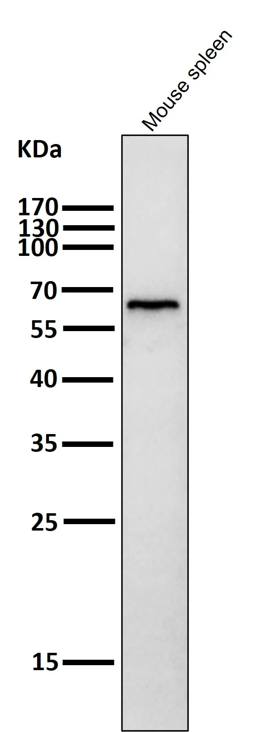 Anti-Phospho-AMPK-alfa (T172) PRKAA2 Konijn Monoklonale Antilichaam