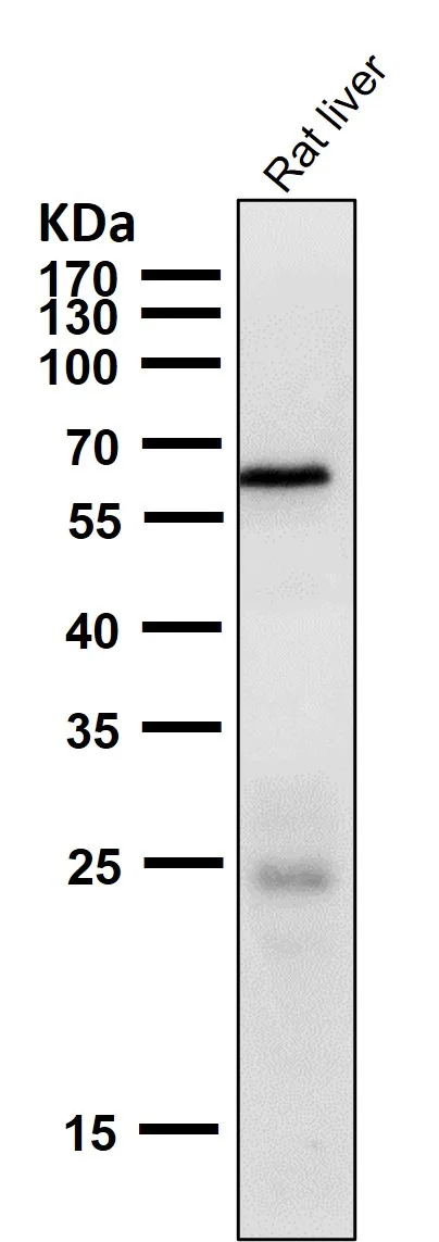 Anti-Phospho-AMPK alfa 2 (S491) PRKAA2 Konijn Monoklonale Antilichaam