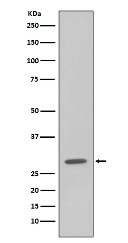 Anti-GFP Konijn Monoklonale Antilichaam