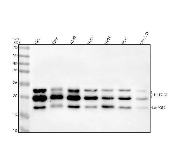 Anti-FGF2/Fgf Basis Konijn Monoklonale Antilichaam