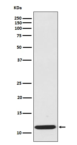 Anti-CCL19/Mip 3 Beta Konijn Monoklonale Antilichaam
