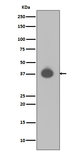 Anti-DUSP6/Mkp 3 Konijn Monoklonale Antilichaam