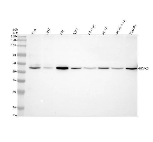 Anti-HDAC3 Konijn Monoklonale Antilichaam