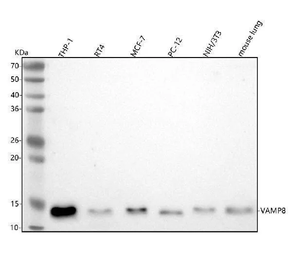 Anti-VAMP8/Endobrevin Rabbit Monoklonale Antilichaam