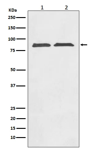 Anti-Axin2/Conductin Rabbit Monoklonale Antilichaam