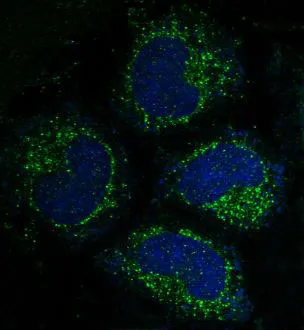 Anti-caspase-3 CASP3 Konijn Monoklonale Antilichaam