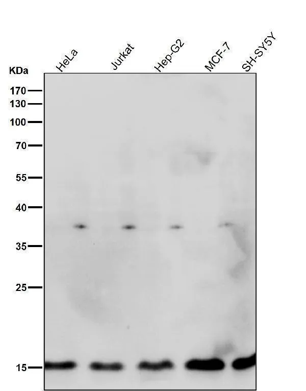 Anti-histone H3,3 H3F3A Konijn Monoklonale Antilichaam
