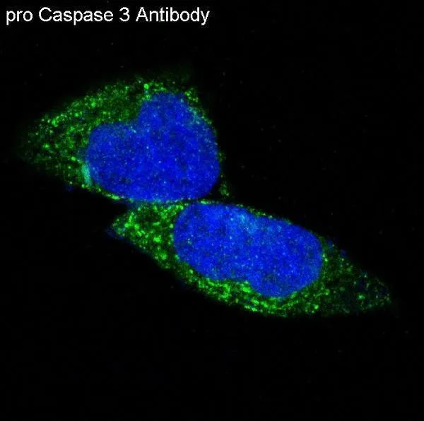 Anti-pro Caspase 3 CASP3 Konijn Monoklonale Antilichaam