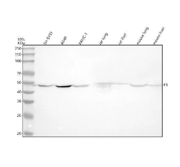 Anti-Tissue Factor Konijn Monoklonale Antilichaam