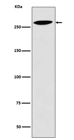 Anti-Lrp2 / Megalin Rabbit Monoklonale Antilichaam