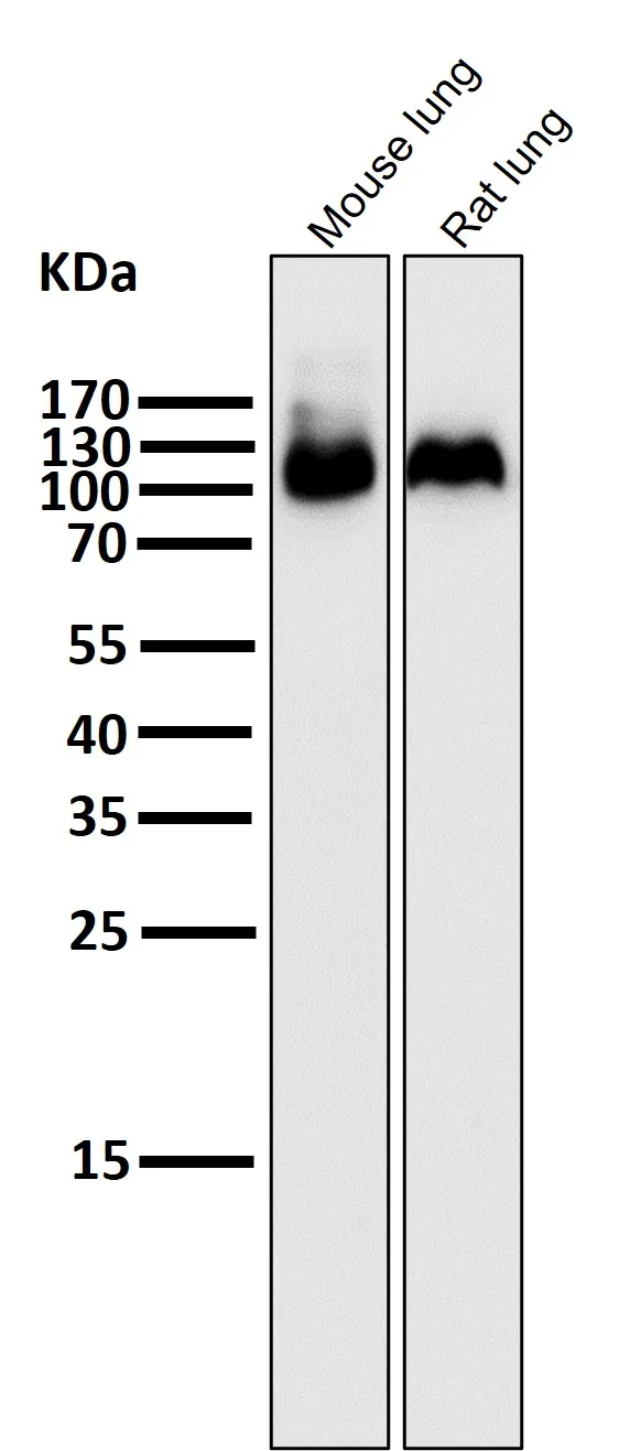Anti-Integrin beta 3 ITGB3 Konijn Monoklonale Antilichaam