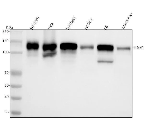 Anti-Integrin beta 1 ITGB1 Konijn Monoklonale Antilichaam