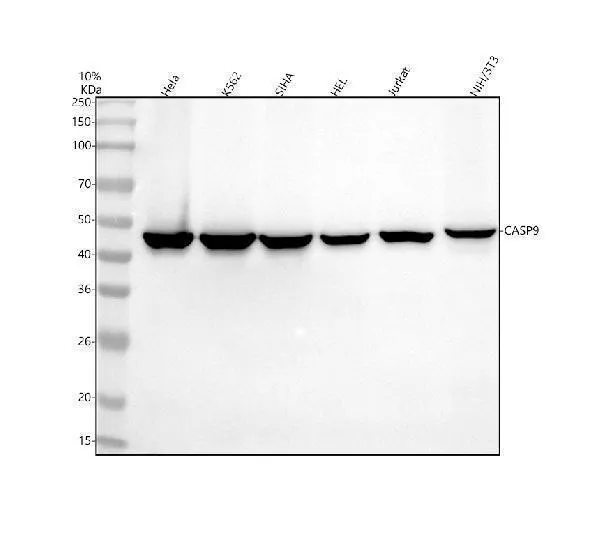 Anti-claw Caspase-9 CASP9 Konijn Monoklonale Antilichaam