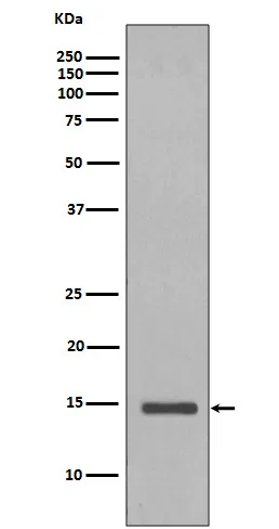 Anti-histone H2B (gist) HIST1H2BC Konijn Monoklonale Antilichaam
