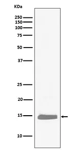 Anti-hemoglobine subeenheid alfa HBA1 Konijn Monoklonale Antilichaam