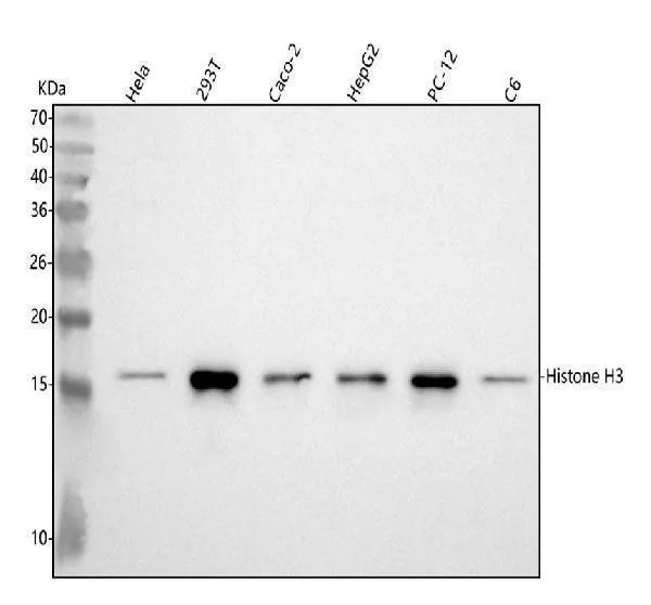 Anti-histone H3 (di methyl K9) HIST1H3A Konijn Monoklonale Antilichaam