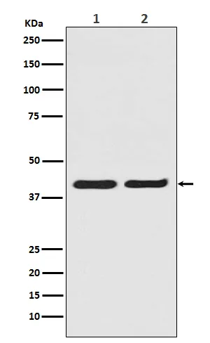 Anti-ERK2 Monoklonaal antilichaam