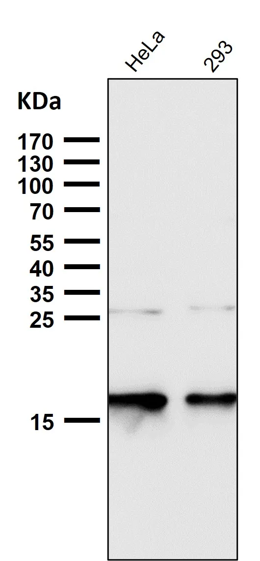 Anti-p16 INK Monoklonale antilichamen