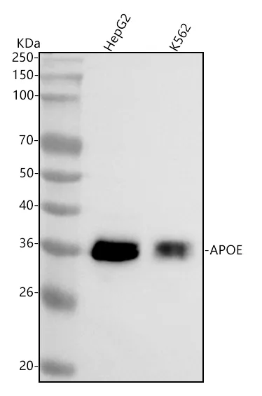 Anti-Apolipoproteïne E APOE Monoklonale Antilichaam