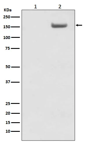 Anti-Phospho-SMC1 (S957) Monoklonale Antilichaam