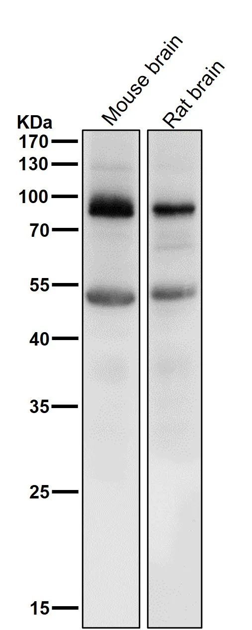 Anti-Prolactin Receptor Konijn Monoklonale Antilichaam