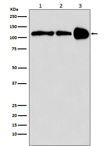 Anti-PGC1 beta PPARGC1B Monoklonale antilichamen