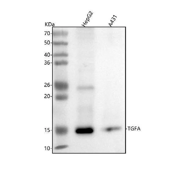 Anti-TGF-alfa Monoklonale Antilichaam