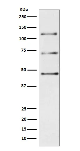 Anti-complement C3 Monoklonale antilichamen