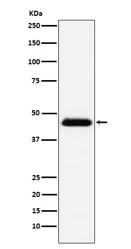 Anti-CD48 Monoklonale Antilichaam