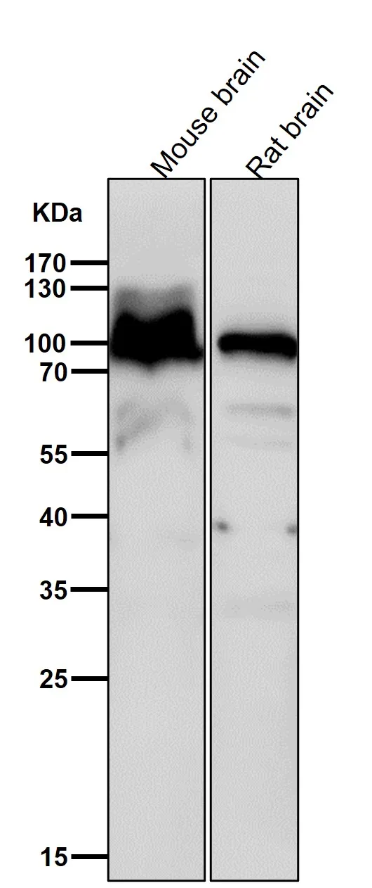 Anti-alfa1 adaptin AP2A1 Monoklonale Antilichaam