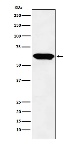 Anti-E2F4 Monoklonale Antilichaam