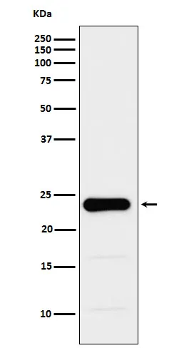 Anti-GST3 / GSTP1 Monoklonale Antilichaam