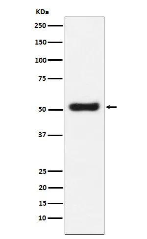 Anti-OLFM4 Monoklonale Antilichaam