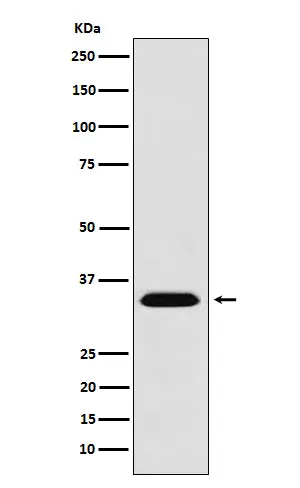 Anti-MBD3 Monoklonale Antilichaam