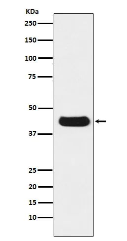 Anti-V5-tag Mouse Monoclonal Antibody
