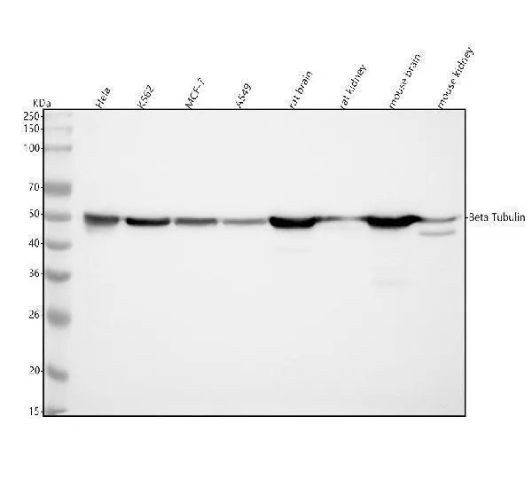 Anti-beta Tubulin Mouse Monoklonale Antilichaam
