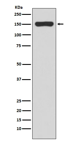 Anti-RNA polymerase beta Konijn Monoklonale Antilichaam