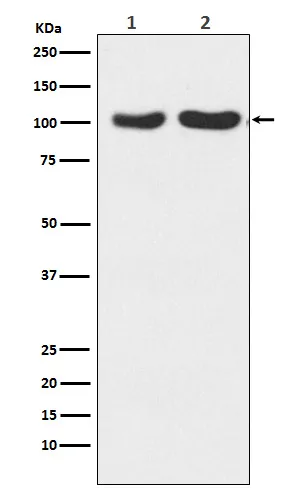Anti-GluR2+GluR3 Konijn Monoklonale Antilichaam