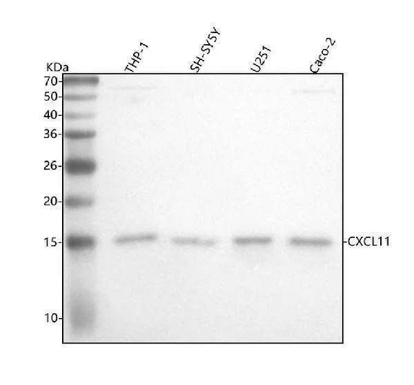 Anti-CXCL11 Konijn Monoklonale Antilichaam