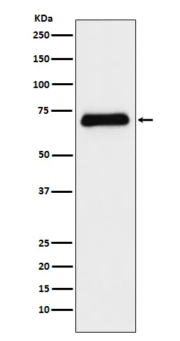 Anti-Serotonine transporter Konijn Monoklonale Antilichaam