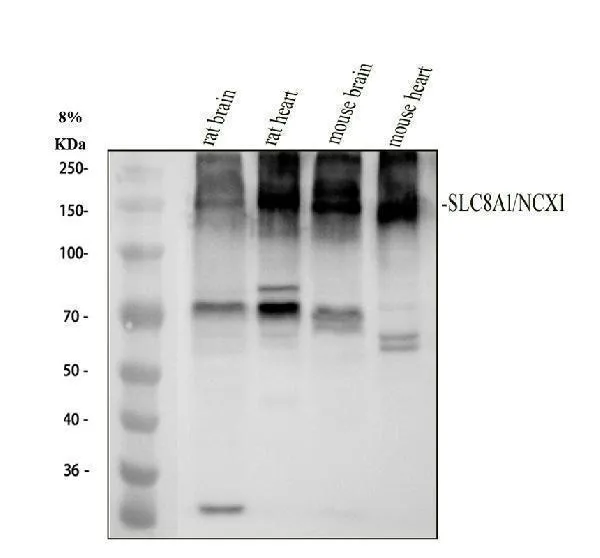 Anti-NCX1 Konijn Monoklonale Antilichaam
