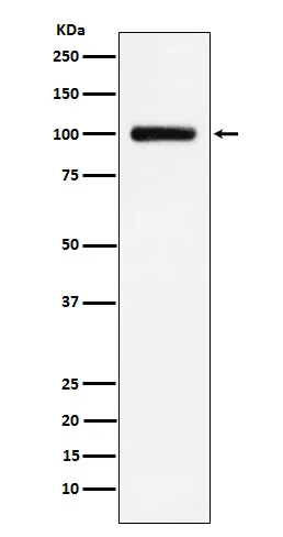 Anti-Transferrine Receptor 2 Konijn Monoklonale Antilichaam