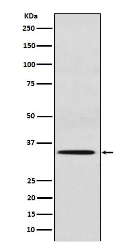 AntisULT2A1 Konijn Monoklonale Antilichaam