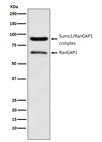 Anti-RanGAP1 Konijn Monoklonale Antilichaam