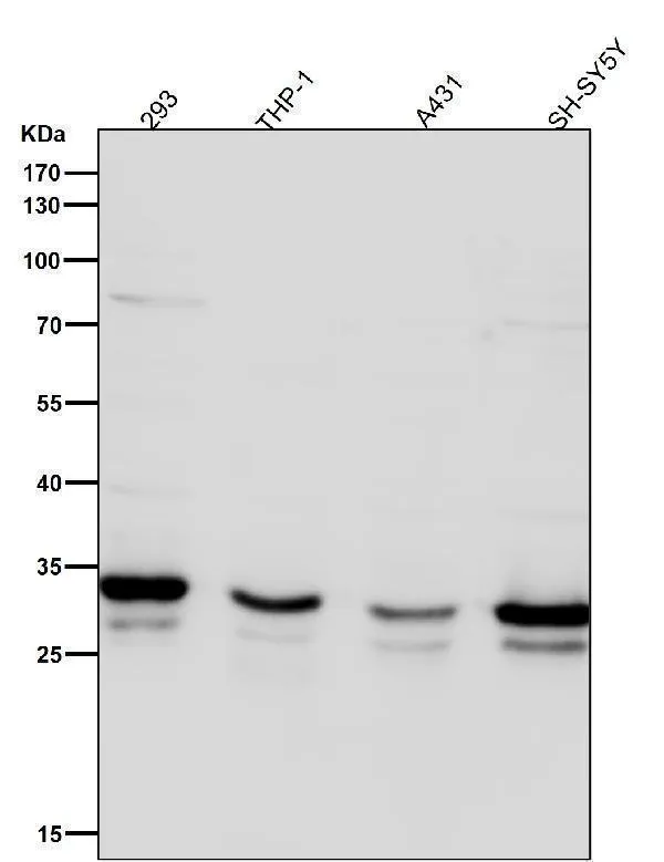 Antisyntaxine 4 Konijn Monoklonale Antilichaam