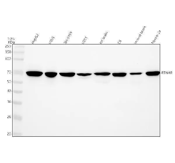 Anti-Nogo Receptor Rabbit Monoklonale Antilichaam