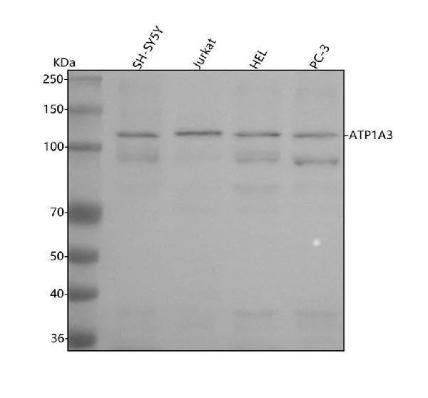 Anti-ATP1A3 Konijn Monoklonale Antilichaam