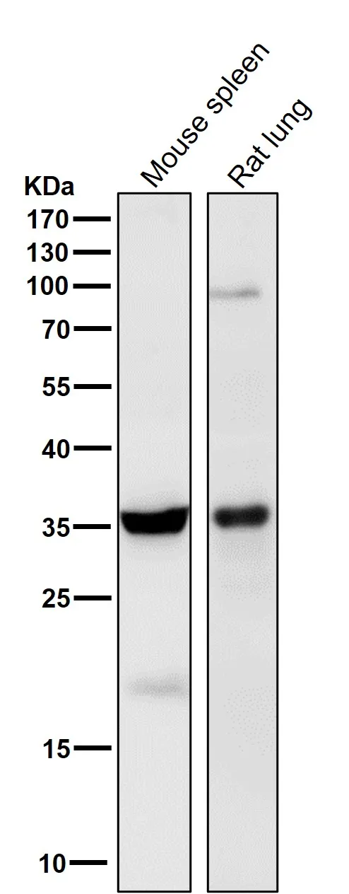 Anti-5HT7 Receptor Rabbit Monoklonale Antilichaam