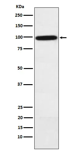 Anti-complement factor B Konijn Monoklonale Antilichaam